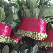 优质新鲜菠菜【代发全国】货量充足，对接各大电商市场商超