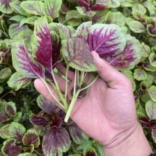 青浦千亩绿叶菜资源，提供代收服务费用低。可接任何订单