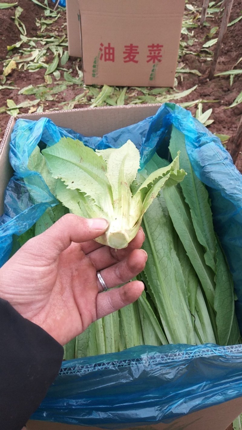 油麦菜精品，新鲜直采 货源足 质量保证 价格公道