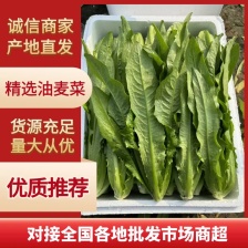 油麦菜精品，新鲜直采 货源足 质量保证 价格公道