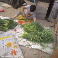 大棚基地韭菜大量供应欢迎各位客商联系