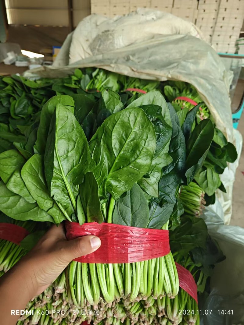 聊城精品菠菜棚菜 安需包装 对接市场全国发货