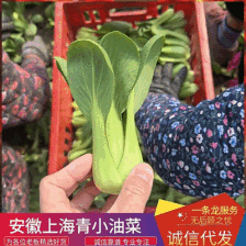 (推荐)山东上海青油菜，种植面积广，常年供货，冷库预冷。