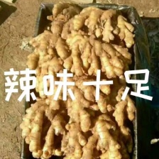 常年供应优质老黄姜小黄姜姜母量大从优