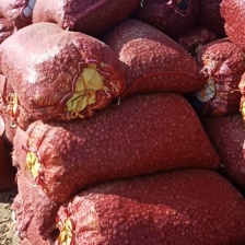 精选白玉山药豆大量上市