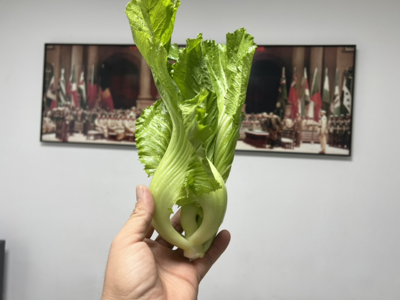 电白水东芥菜原产地直发