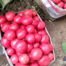 传奇西红柿大量供应产地直发量大从优欢迎来电咨询