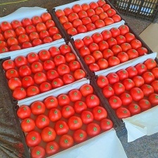 传奇西红柿大量供应产地直发量大从优欢迎来电咨询