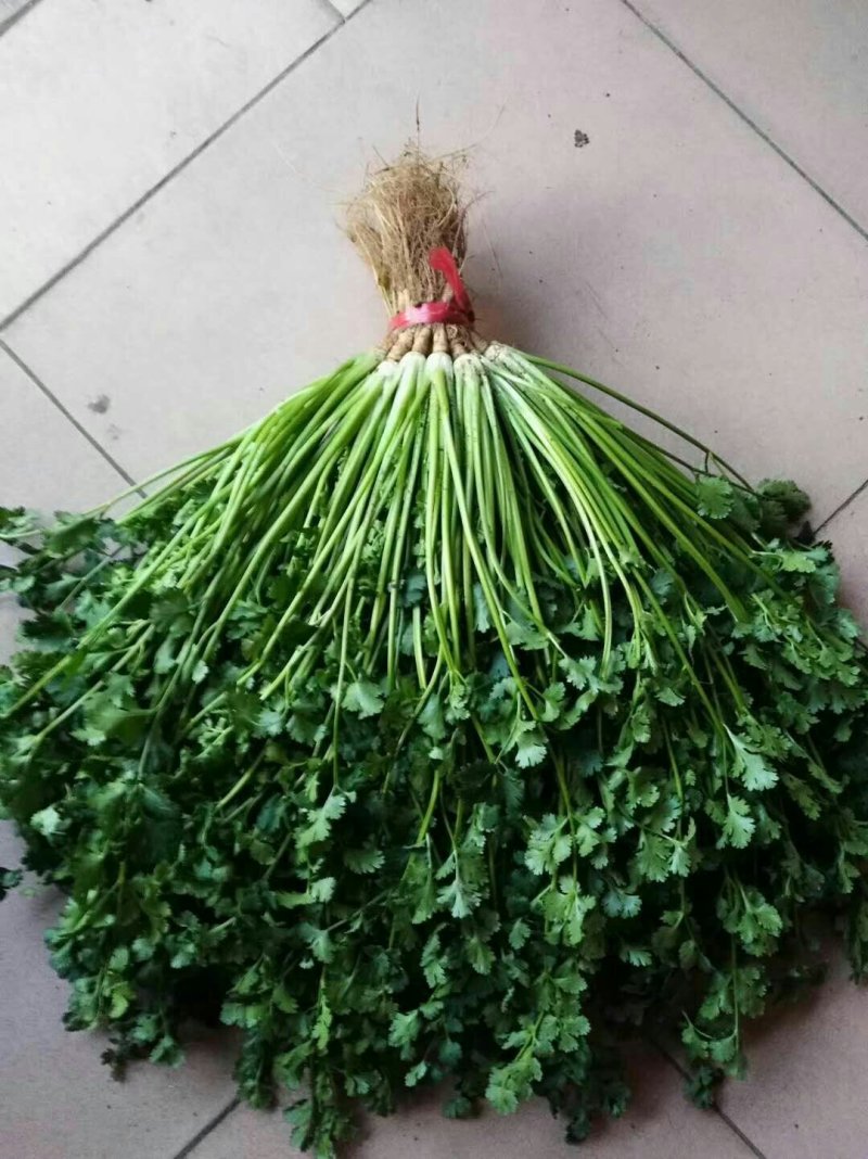 <font color=red>香菜</font>小叶铁杆青<font color=red>香菜</font>中叶<font color=red>香菜</font><font color=red>香菜</font>苗大叶