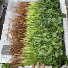 香菜小叶铁杆青香菜中叶香菜香菜苗大叶香菜提供加工冷库储存