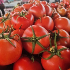 普罗旺斯<font color=red>西红柿</font>