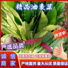 【精品油麦菜】无斑油麦菜 一手货源 产地直销 量大质量好