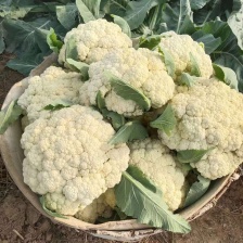 【白花菜花】开封精品菜花 白花菜花基地直发量大从优