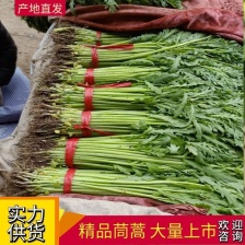 产地直供精品茼蒿 货源充足可视频看货 全国各级市场发货