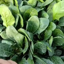菠菜 山东惠民万亩菠菜种植基地 规格齐全 代发全国！
