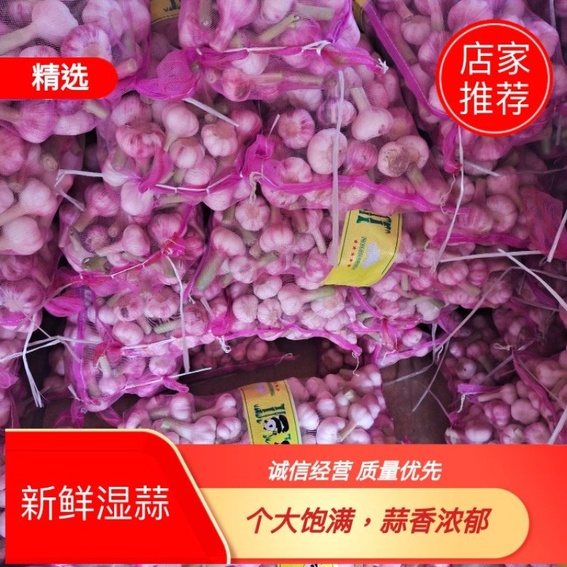 杞县大蒜基地直发 精品新鲜早 中 晚熟蒜上市中 欢迎采购