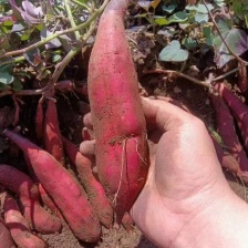 龙薯九号！3两以上 ！商品薯！产地直