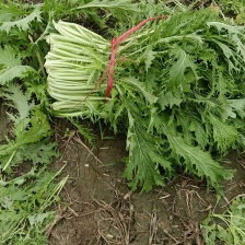雪里红现摘现卖湖北蔬菜基地直供新口感脆爽