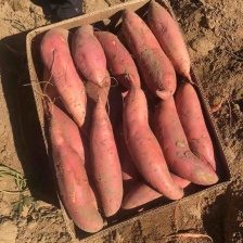 天目山小香薯，软糯香甜，条型好看，口