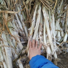 铁杆杂交<font color=red>大葱</font>，毛葱0.9元/斤，葱白