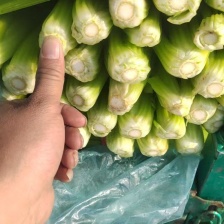 泸西县绿源蔬菜种植基地