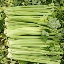 泸西县绿源蔬菜种植基地