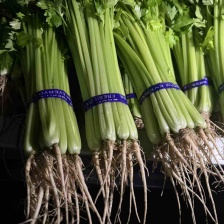 泸西县绿源蔬菜种植基地