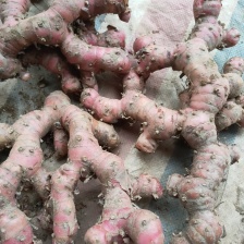 【优质山姜】南姜 各种规格品质 量大从优 欢迎咨询