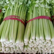 安徽芹菜 精品法国皇后西芹 对接电商市场商超