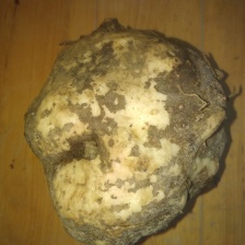 高山磨芋，高品质，无杂质！