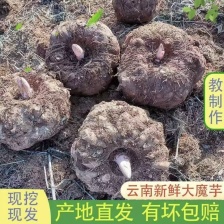 高山磨芋，高品质，无杂质！