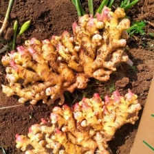 山东老姜母 现挖老姜 姜丝密集产地直发辛辣十足保质保量