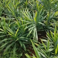 山东老姜母 现挖老姜 姜丝密集产地直发辛辣十足保质保量