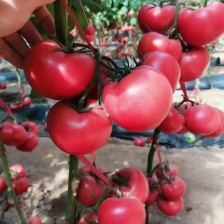 山东大红<font color=red>西红柿</font>、粉柿子专业对接出口、