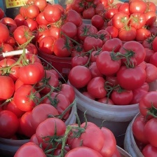 山东大红西红柿、粉柿子专业对接出口、商超，批发市场