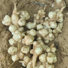 洋姜晚熟洋姜菊芋腌制市场货都有，量大品质好货