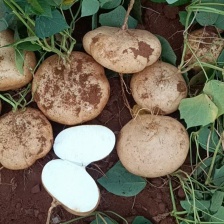 雷州新苗凉薯，产地批发，低价批发，一手货源