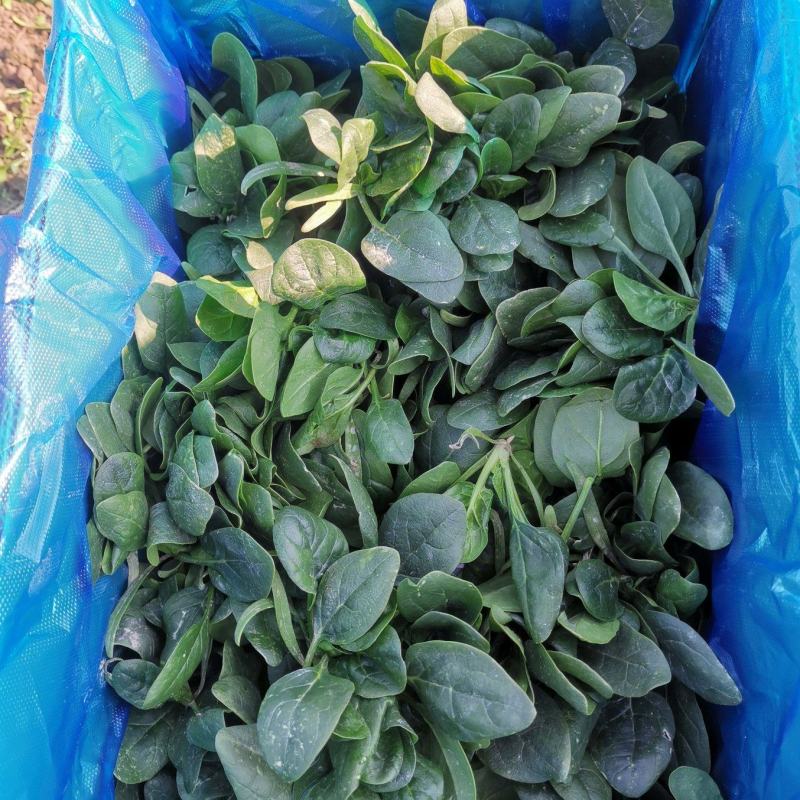 徐州黑叶小圆菠菜，10cm—12cm南京，上海，无锡，