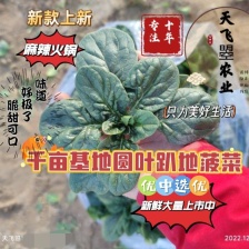 徐州黑叶小圆菠菜，10cm—12cm南京，上海，无锡，