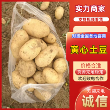 黄心<font color=red>土豆</font> 湖北<font color=red>土豆</font> 质量好价格低 品