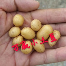 聚兴果蔬产销基地