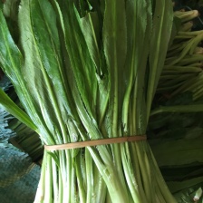 精品<font color=red>香菜</font> 基地直发 对接电商市场商超