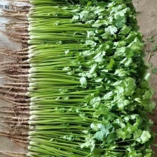 精品香菜 基地直发 对接电商市场商超 可视频看货