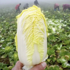 精品大娃娃菜，毛菜、净菜，提供各种包装，提供大型冷库加工