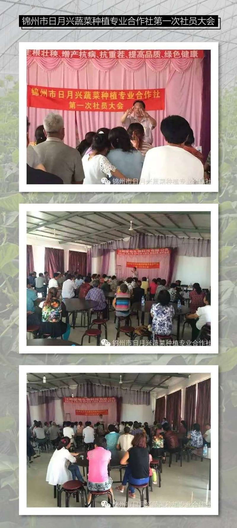 辽宁省锦州市精品大头油菜 大 中 小颗 量大供应全国各地