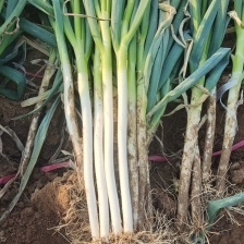 【实力】新野<font color=red>大葱</font>南阳铁秆<font color=red>大葱</font>产地直发