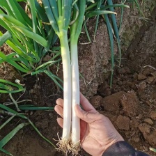 【实力】新野大葱南阳铁秆大葱产地直发大量供货按需分拣保质保量