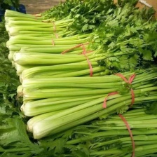 水芹菜，大量上市，现摘现发，来电咨询更优惠，欢迎合作