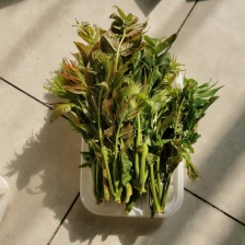 云南精品香椿芽 大量上市 品质保证 一手货源量大从优