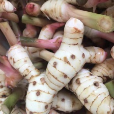 南姜红皮南姜精品发货产地直供量大价优对接全国客商欢迎致电